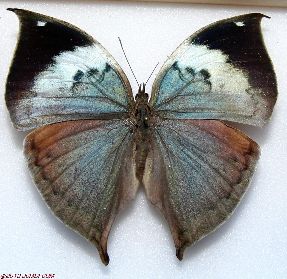 Kallima philarchus ssp